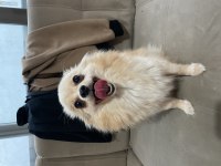 EV KÖPEĞİ EĞİTİMLİ POMERANİAN