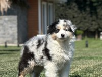 Enfes Avustralya Çoban Köpeği Yavruları