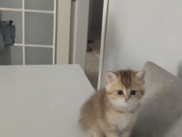 A kalite güzel bir soya sahip yavru kedimiz