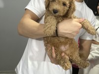 4 aylık toy poodle