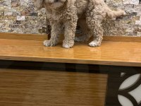 Maltipoo kızçe