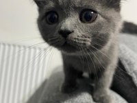 Safkan british shorthair