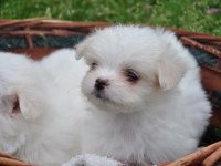Maltese Yavrular