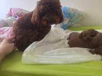 Dünyalar tatlısı küçük ırk poodle yavrular