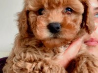 2 aylık erkek toy poodle yavrularım yeni yuvaya hazır