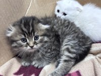 Scottish fold yavrular