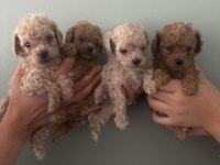 Toy poodle ırk garantili dişi erkek