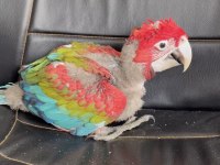 KIRMIZI 45 GÜNLÜK BEBEK MACAW