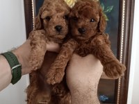 Safkan Red Brown Toy Poodle Yavrular Üst Kalite