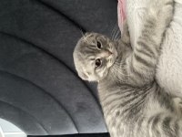 6 aylık scottish fold