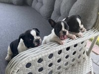 2 Aylık French Bulldog Yavruları