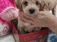 Erkek Maltipoo