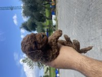Yavru teslime hazır Toy Poodle