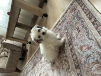 4.5 aylık dişi maltipoo