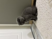 Scottish Fold 2 Aylık