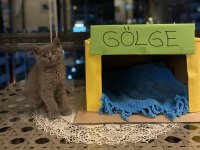 3 aylık british shorthair karma aşıları tamamlanmıştır