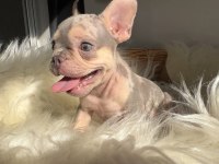 Exotic renk french bulldog yavrularım