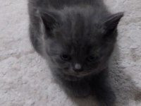 British Shorthair Erkek Yavrularımız