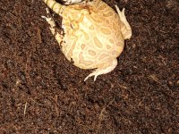 Strawberry pacman Frog