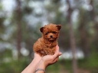 toy poodle köpekleri antalya