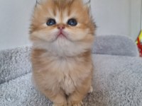 Ny11 dişi british longhair