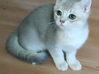 Şafkan British Shorthair
