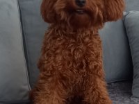 Pafuduk pafuduk poodle yavrular sizleri bekliyor