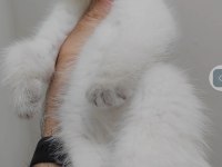 British shorthair yavrumuz