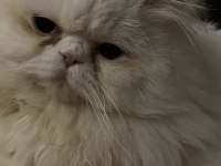 Çiftleştirme persian