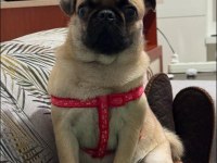 1.5 yaşında akıllı pug