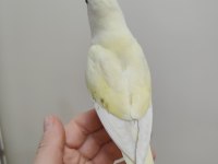 Oyun hamuru cremino sevda papağanı