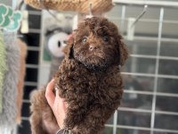 Petmode köpek çiftliğinden chocolate toy poodle