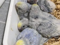 Kaliteli muhabbet kuşu eş perçemli erkek