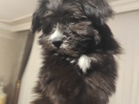 Süs köpeği