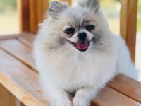 Pomeranian boo teslime hazır