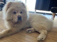 10 Aylık Dişi Chow Chow köpeğimiz yeni yuvasını arıyor