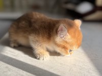 Ny11 Golden Harika Kalite Golden British Shorthair