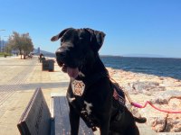 Eğitimli cane corso dişi 2 yaşında