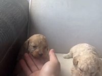 MALTİPOO BEBEKLER
