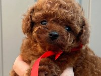 Kore Toy Poodle Yavrular