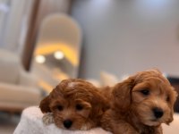 SEVİMLİ MALTİPOO YAVRULARIMIZ
