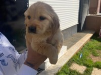 GOLDEN RETRİEVER YAVRULAR A KALİTE KÜT BURUN