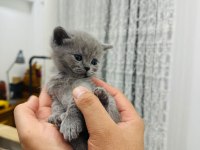 1.5 aylık yavru british shorthair