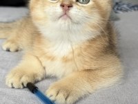 Ny11 Safkan British Shorthair Golden Bebek