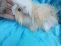 Yeni Katılan Ginepig yavrularımız