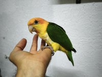 Oyuncu renk güzeli caique bebekler