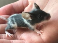 Lab - Rat - Dumbo Rat - Panda Mice Adrese Teslim Mevcut