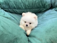Pomeranian Erkek