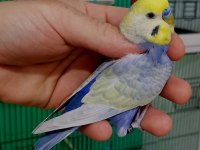 Rainbow damızlık erkek muhabbet kuşları.