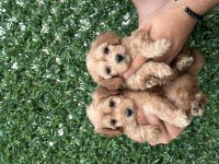 Sağlıklı orijinal maltipoo